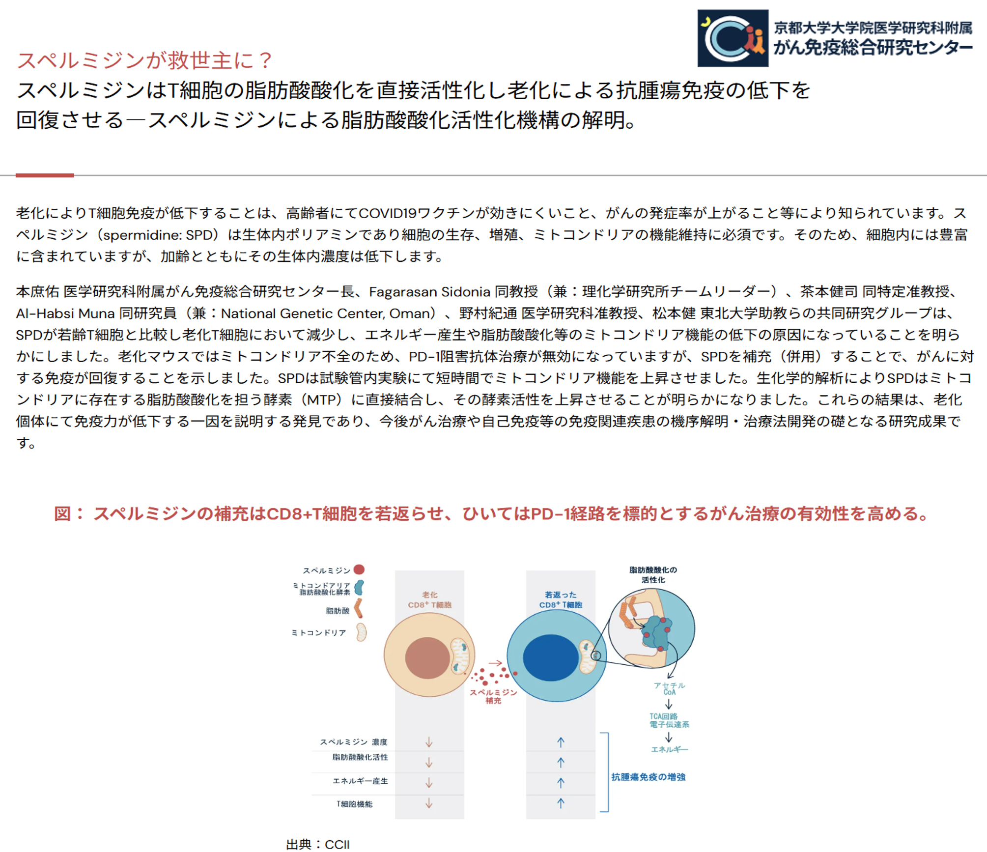 スペルミジンが救世主に？